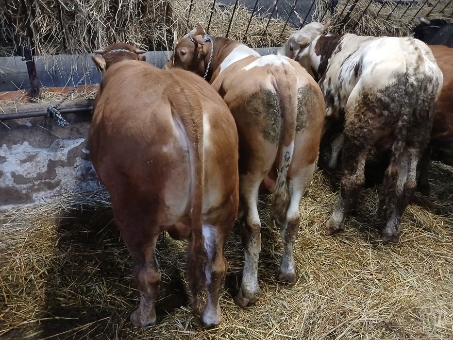 Skup bydła i cieląt SUROWIEC gotówka przelew 24 godz