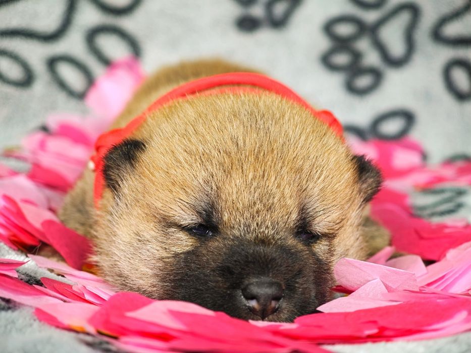 Szczeniak Shiba ZKwP FCI