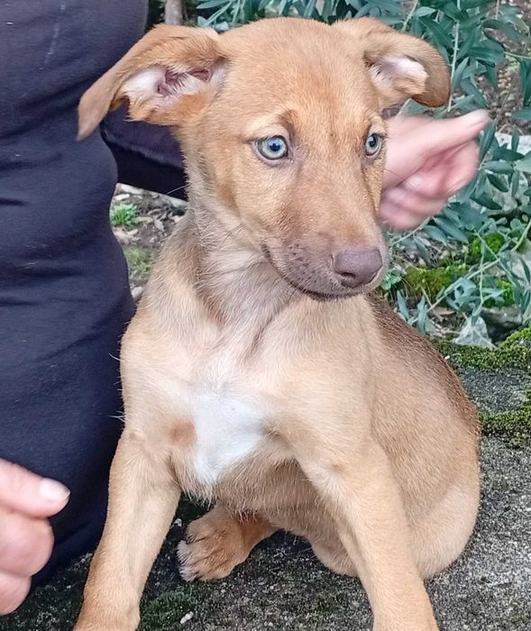 Cachorros para Adoção