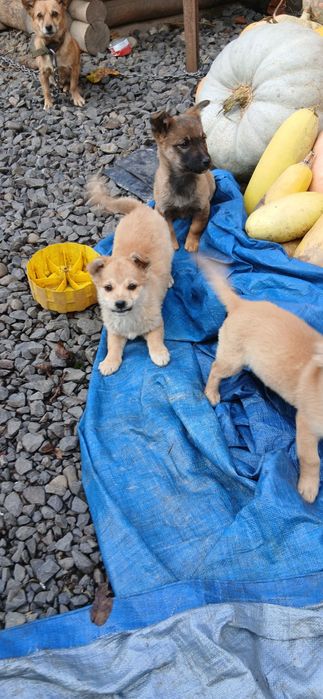 Карликові цуценята