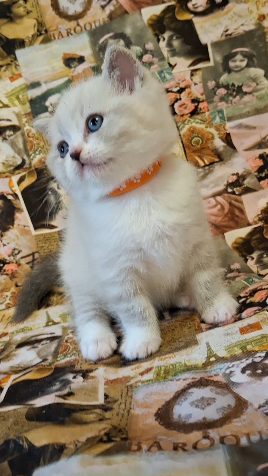 Дружелюбный котёнок