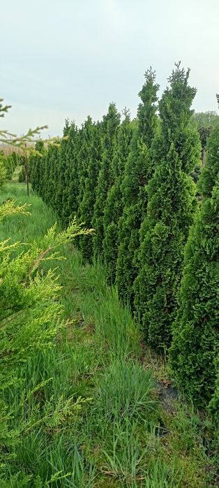 Cyprysowiec ,Castlewellan 250 cm tuje szmaragd