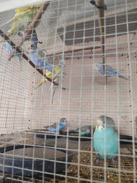 Periquitos australianos 2025