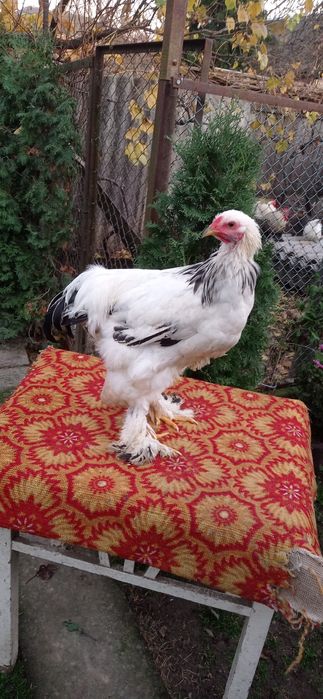 Піники світлої брами