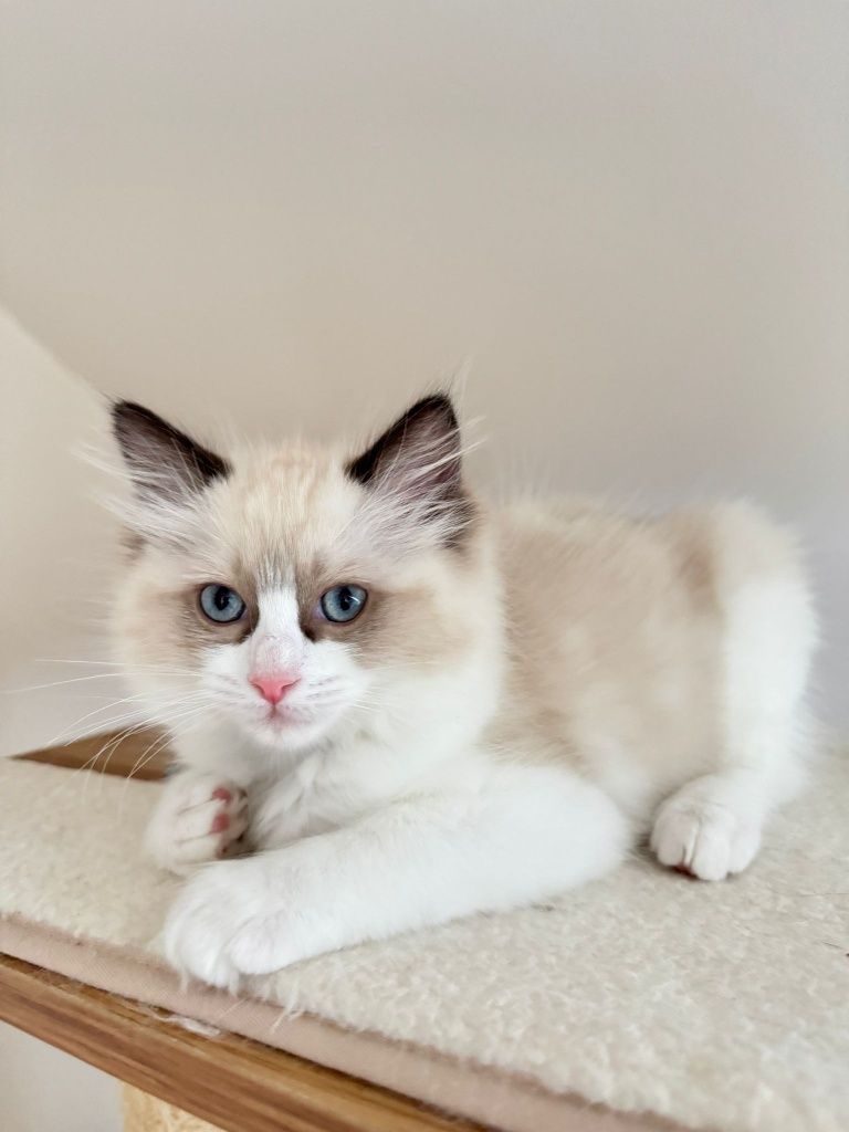 Kocurek Ragdoll - Gustavo