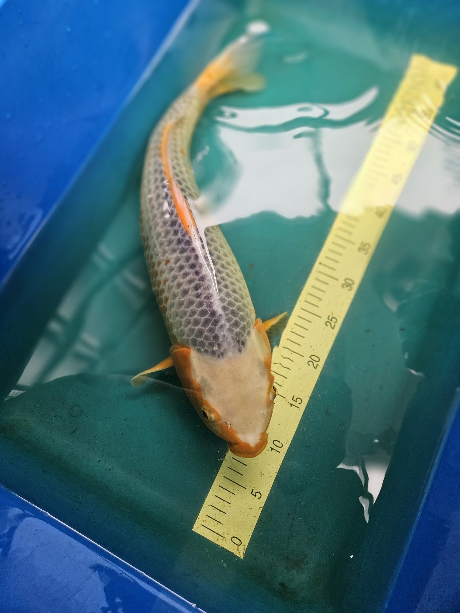 Carpa Koi - ASAGUI FÊMEA 54CM