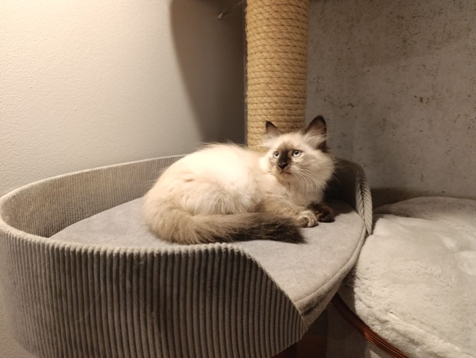 Kotka syberyjska - Kotka Neva Masquerade z rodowodem