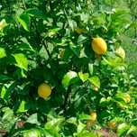 Limoes para venda