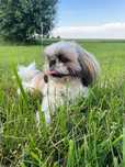 Reproduktor Shih tzu z rodowodem