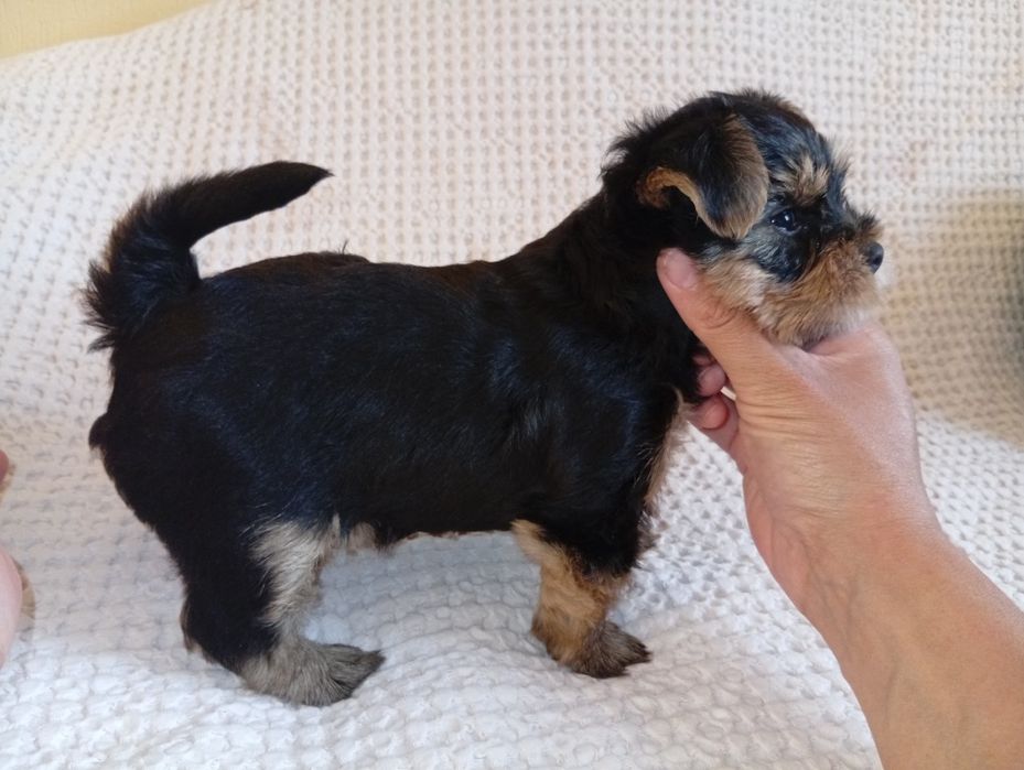 Yorkshire Terrier ZKwP FCI suczka