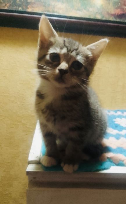 Кицюша в добрі руки.