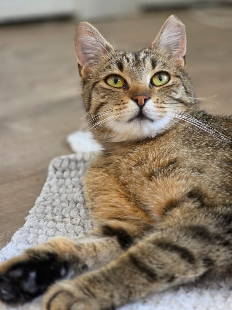 Przekochana Bianka do adopcji