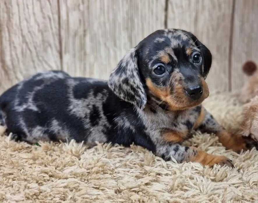 Teckel Merle Miniatura ㅤㅤ