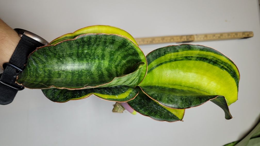 Sansevieria Mason Bowl var