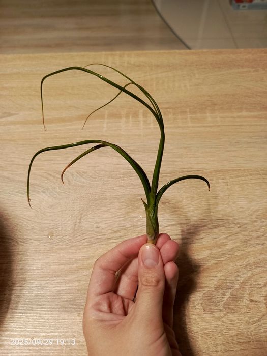 Tillandsia oplatwy