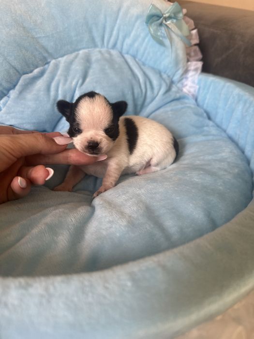Chihuahua chlopczyk xxs