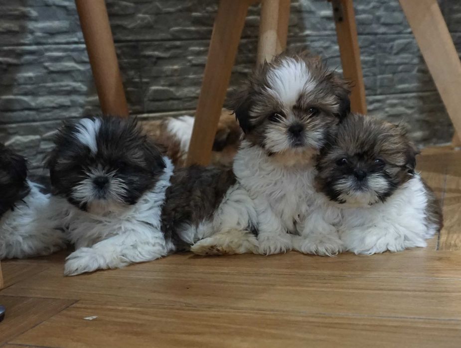 shih tzu cudny szczeniaczek