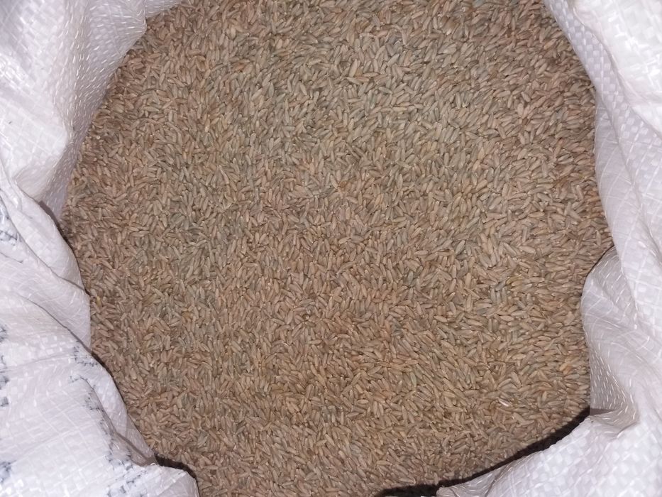 Жито рожь сорт Харьковский68, ЗОЖ, микрогрин, пищевые цели