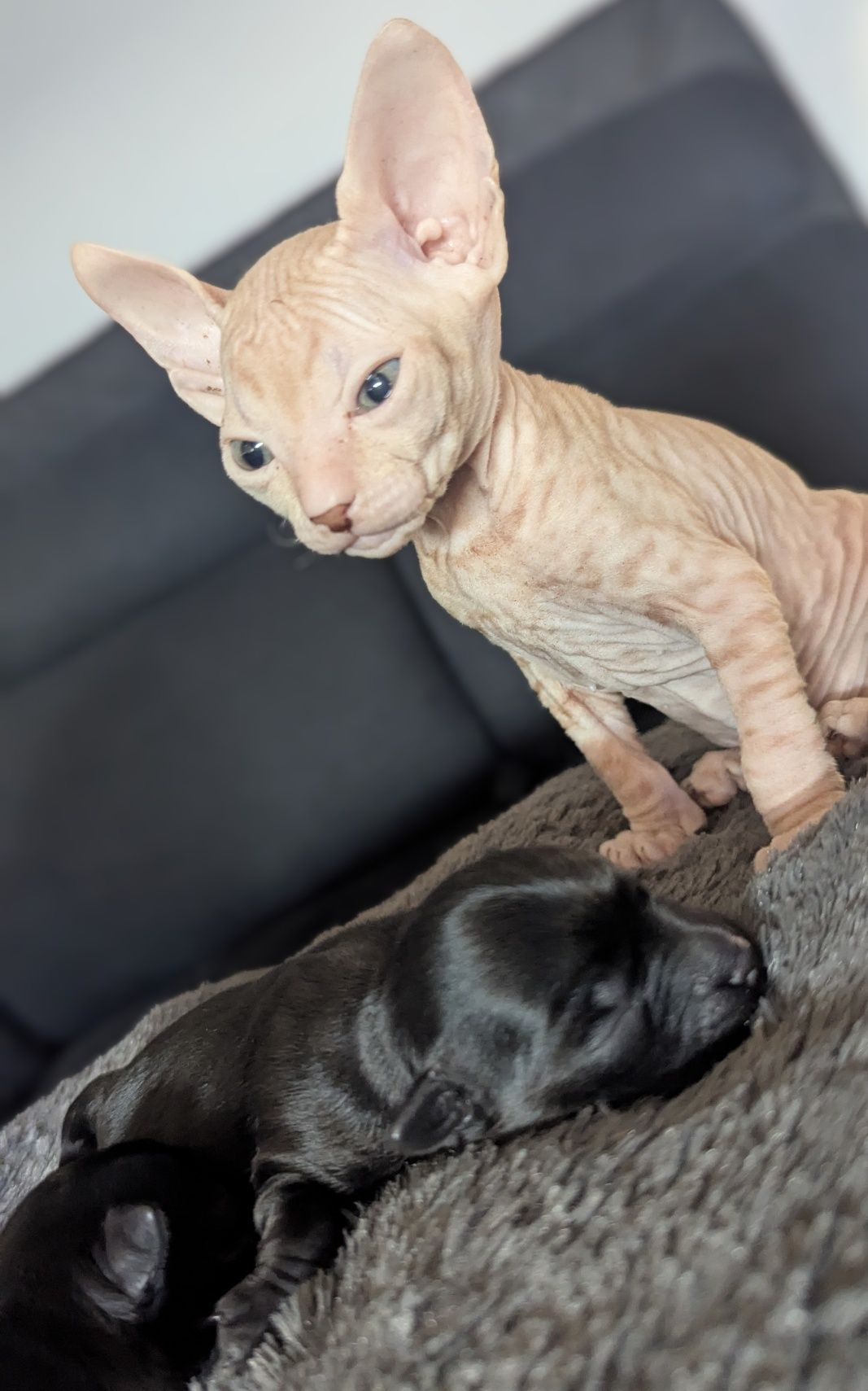 Sfinks Doński, Don Sphynx- kocurek Bubu