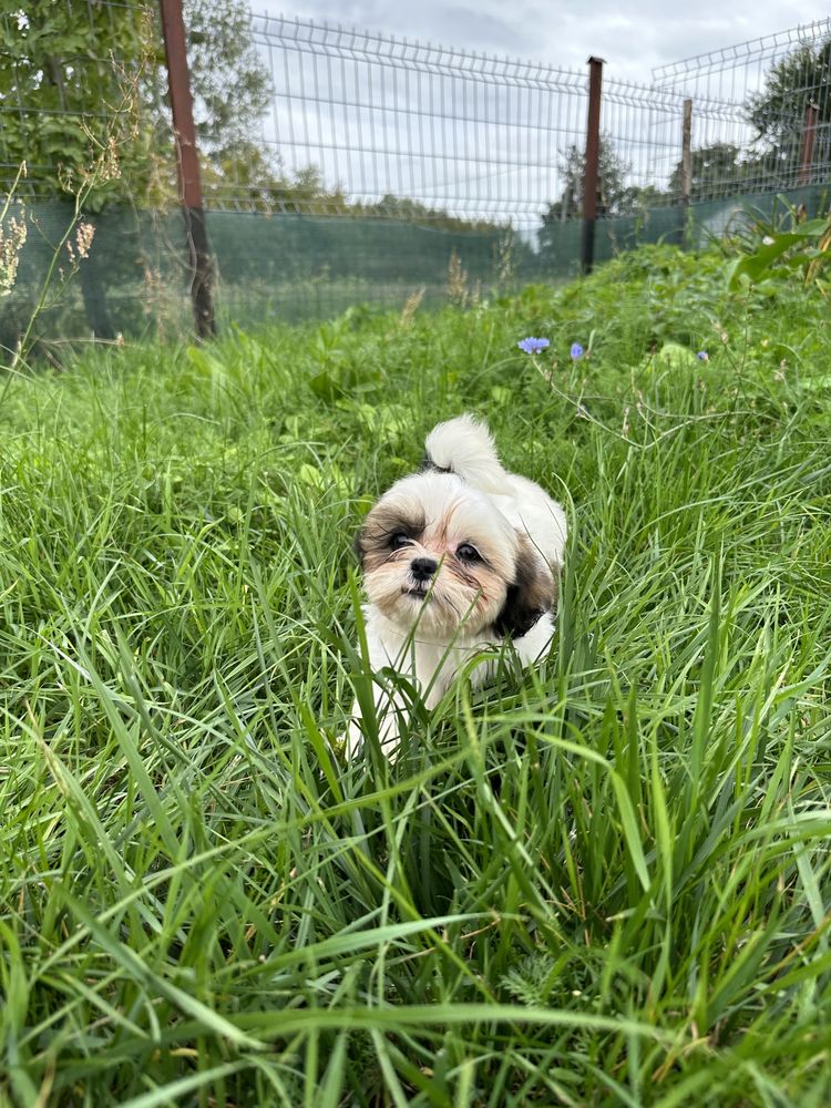 Shih tzu suczka, sprzedam!