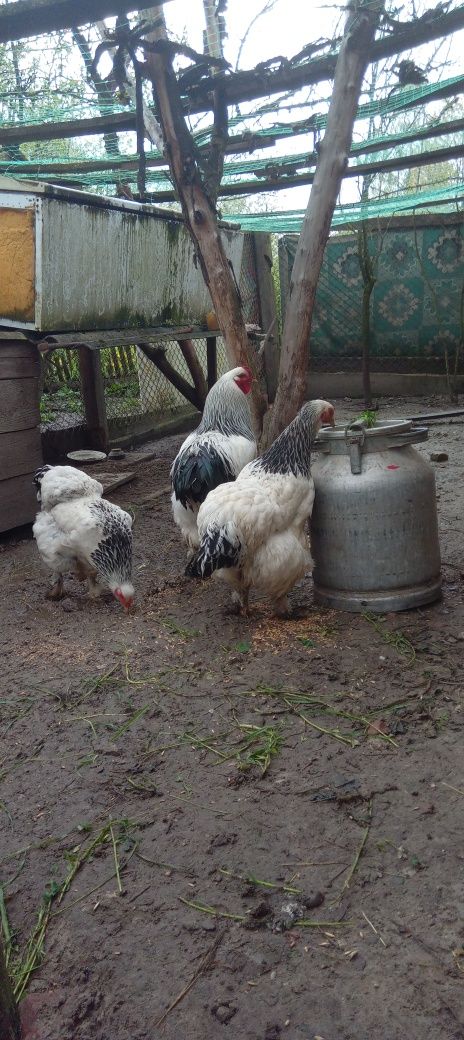 Продають інкубаційні яйця курей світла брама. Також курчата