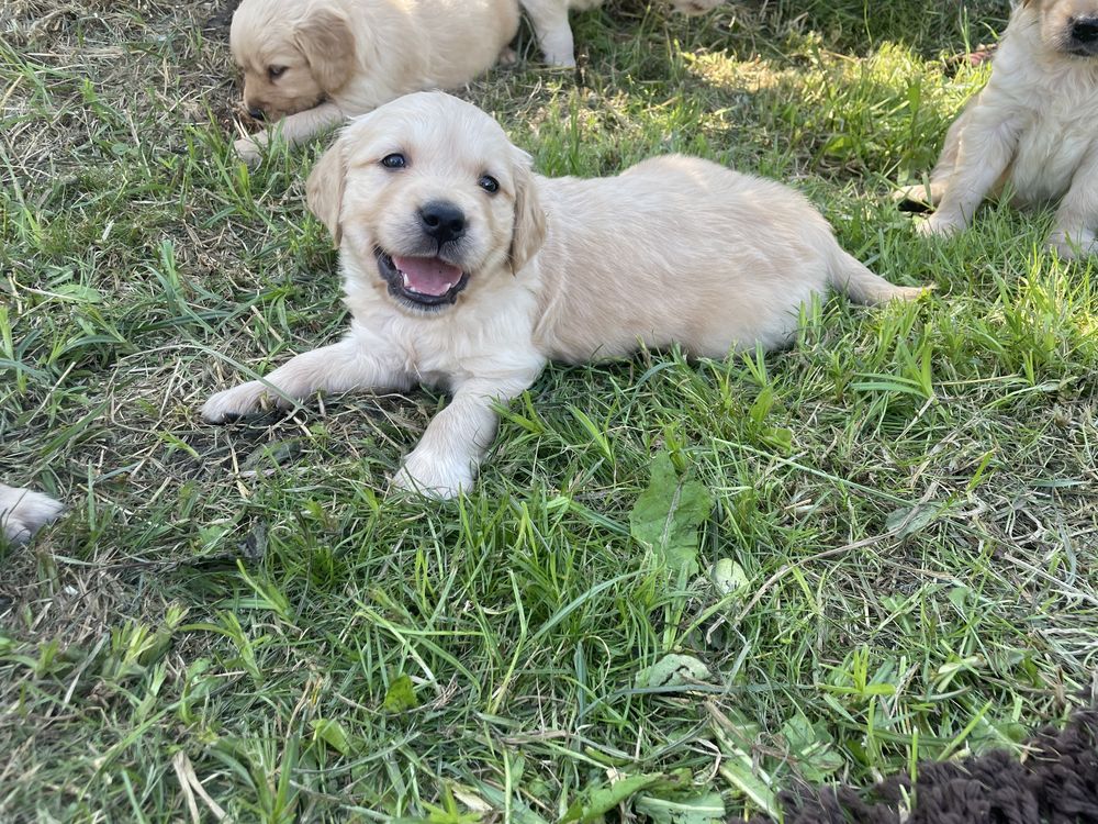 Szczeniak Golden Retriever
