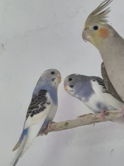 Młode papugi faliste