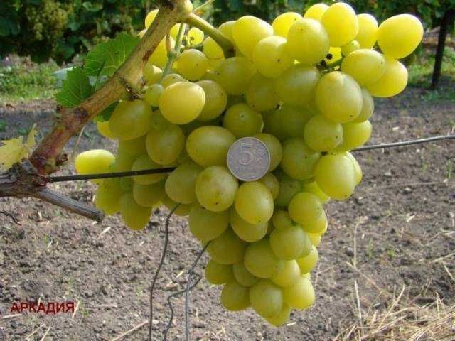 виноград сорта Аркадия