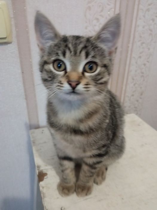 Грайливi кошенята шукають домiвку.До лотка приученi.