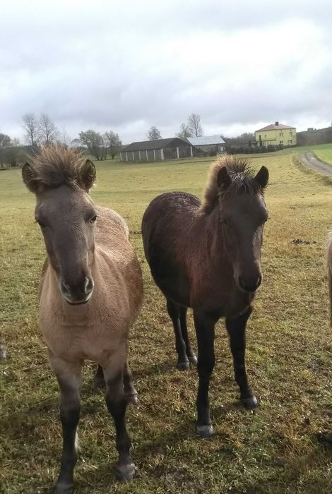Konik polski / konik polski klaczki / koniki polskie klaczki 3500zł