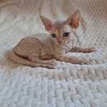 Kocurek Devon rex z rodowodem