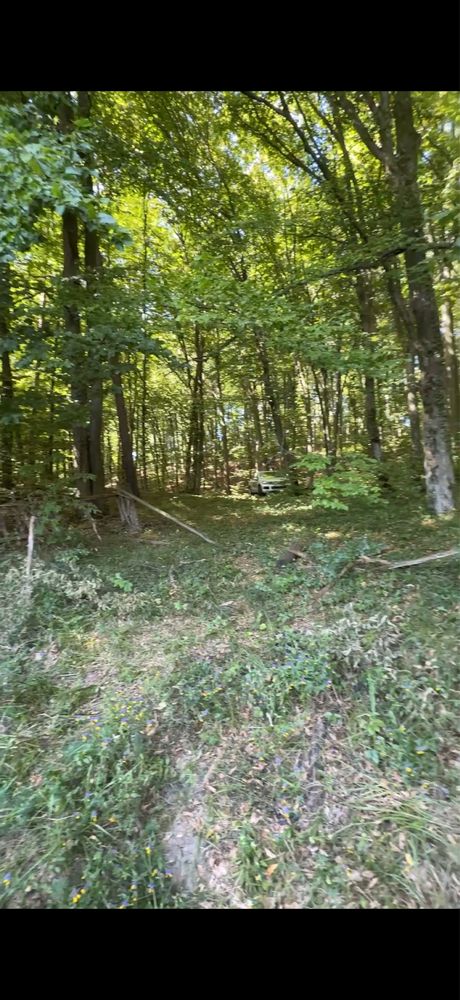 Земля з виходом в ліс,заповідник,сосни