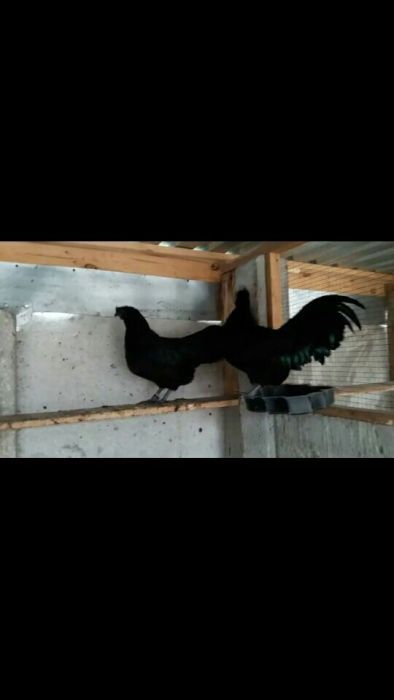 Куры Аямцемани продам