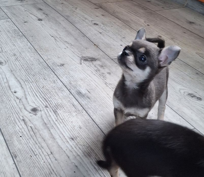 Chihuahua niebieska suczka