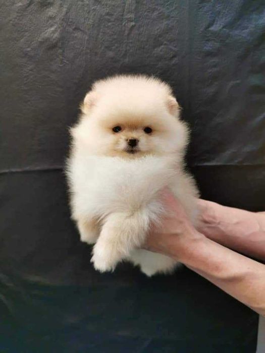 Spitz Anão ou Lulu da Pomerânia  FEMEA BRANCO MARFIM  com LOP e AFIXO