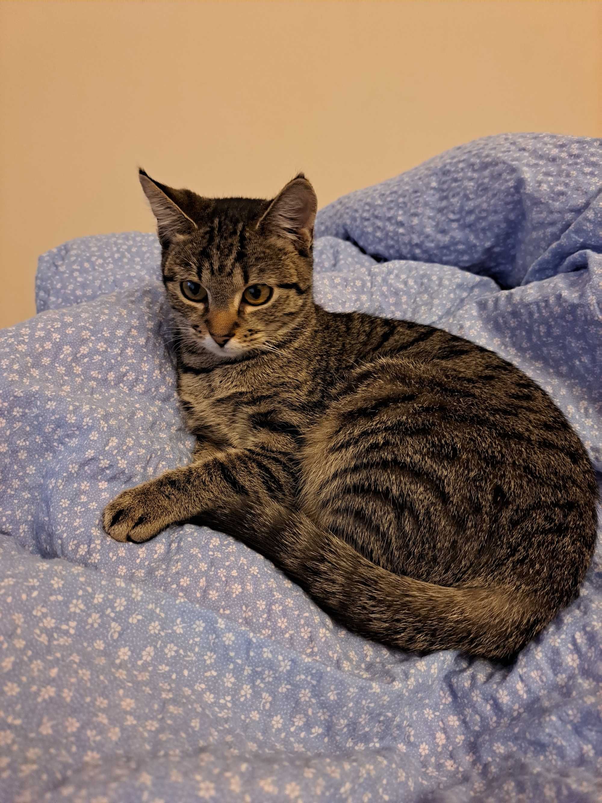 Kotka poleca sie do adopcji
