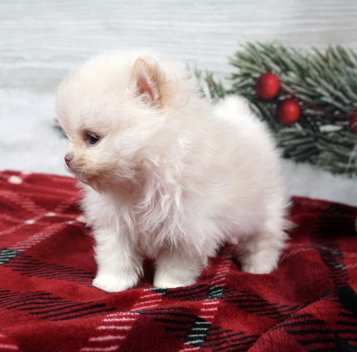 Szpic miniaturowy pomeranian maleńka beżowa sunia