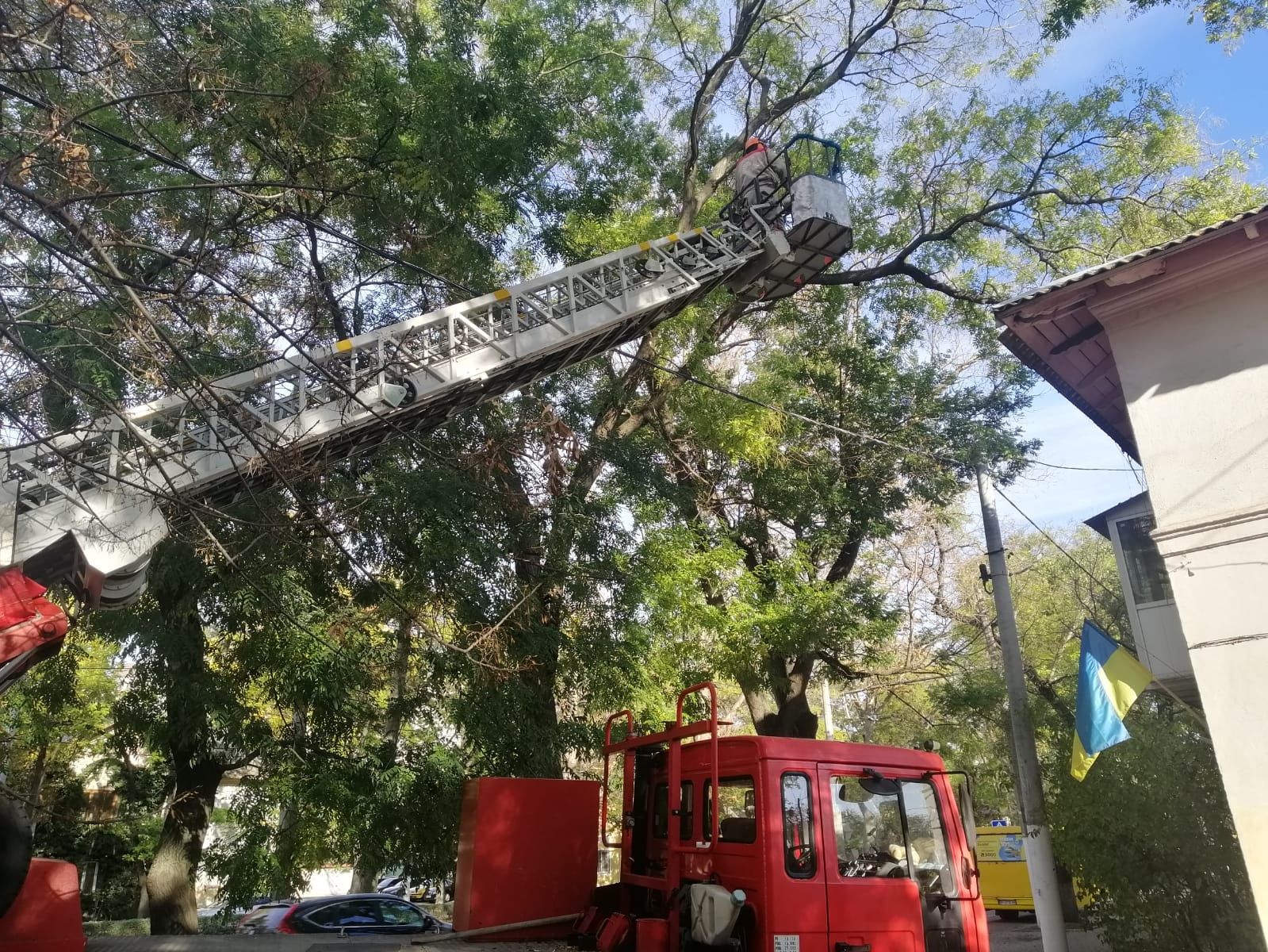 Спил деревьев. Обрезка веток