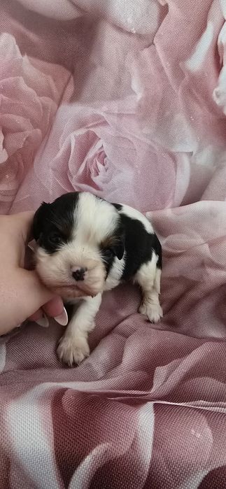 Cavalier king charles spaniel badania genetyczne