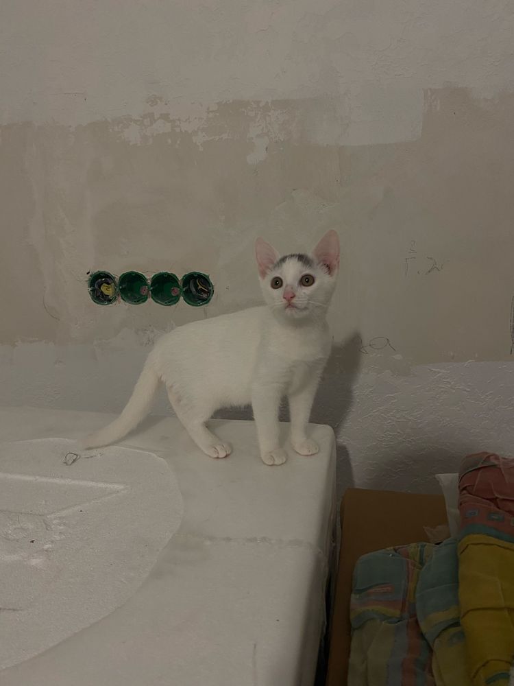 Котики віддам в хороші руки