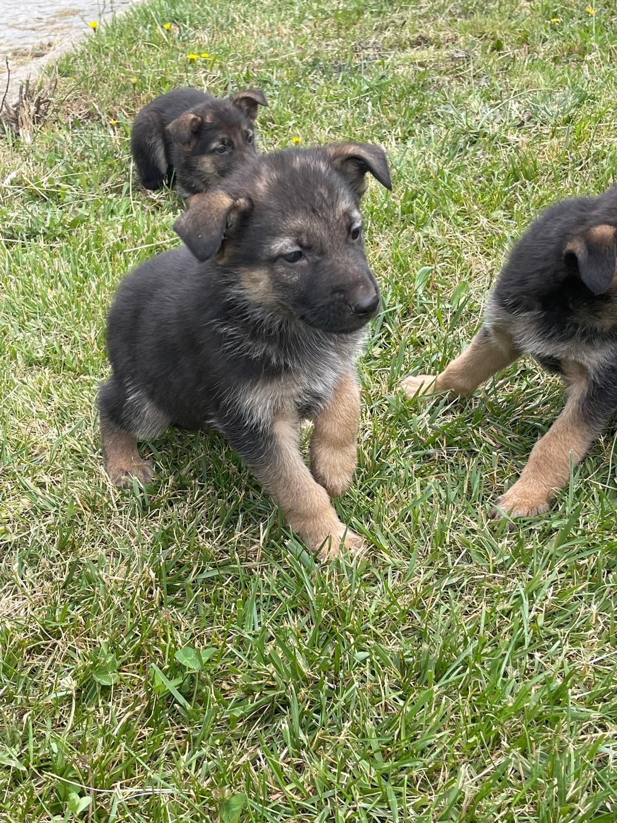 Animais cão de raça