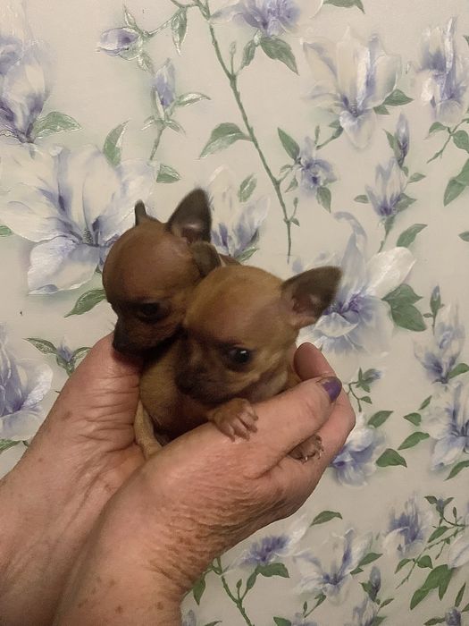 Міні Чихуахуа Дівчатка