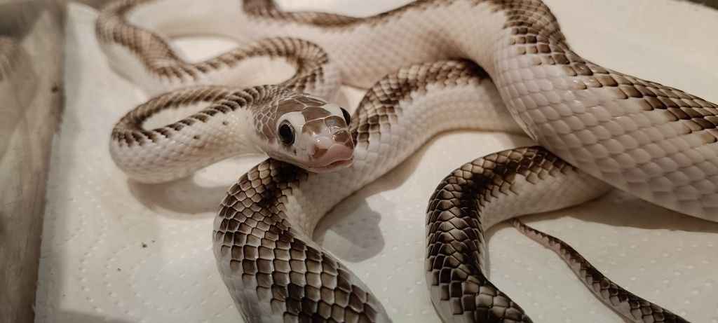 Wąż smugowy p. Obsoleta