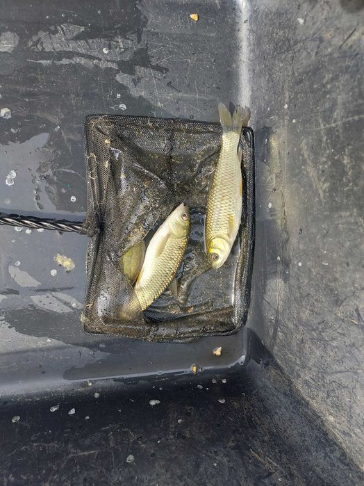 Narybek kroczek karp