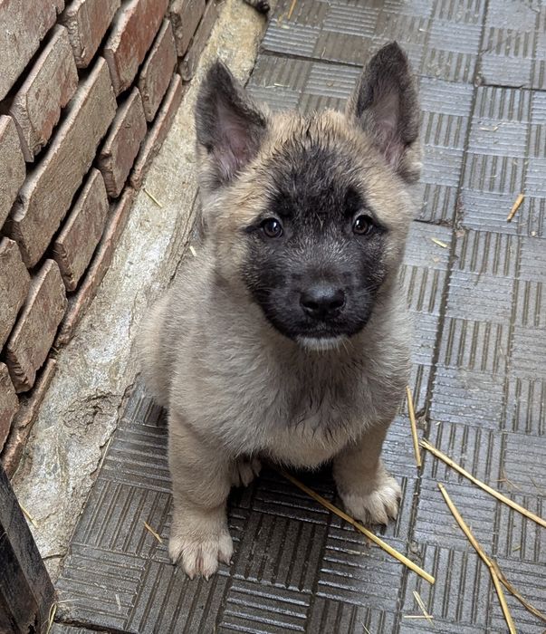 Різні цікаві породні