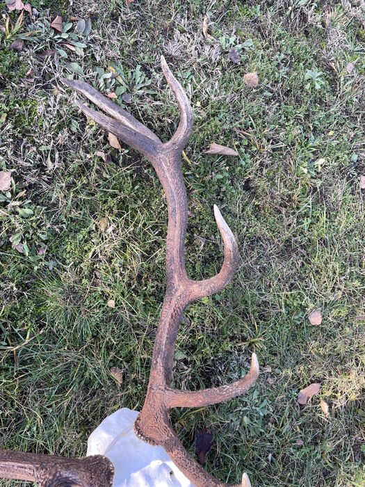 Trofeum wieniec jelenia 14-stak nieregularny poroże jeleń rogi nr 47