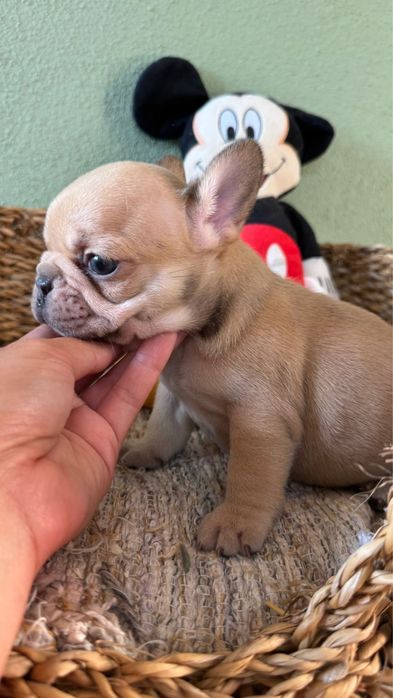 Menino BulldogFrances