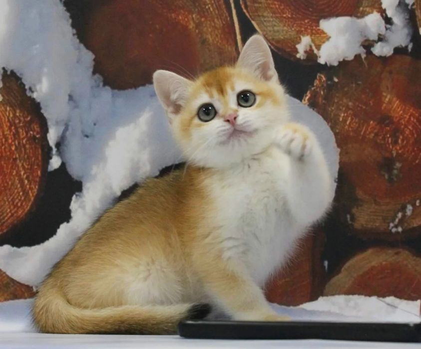 Елитные золотые шиншилы от титулованных родителей!