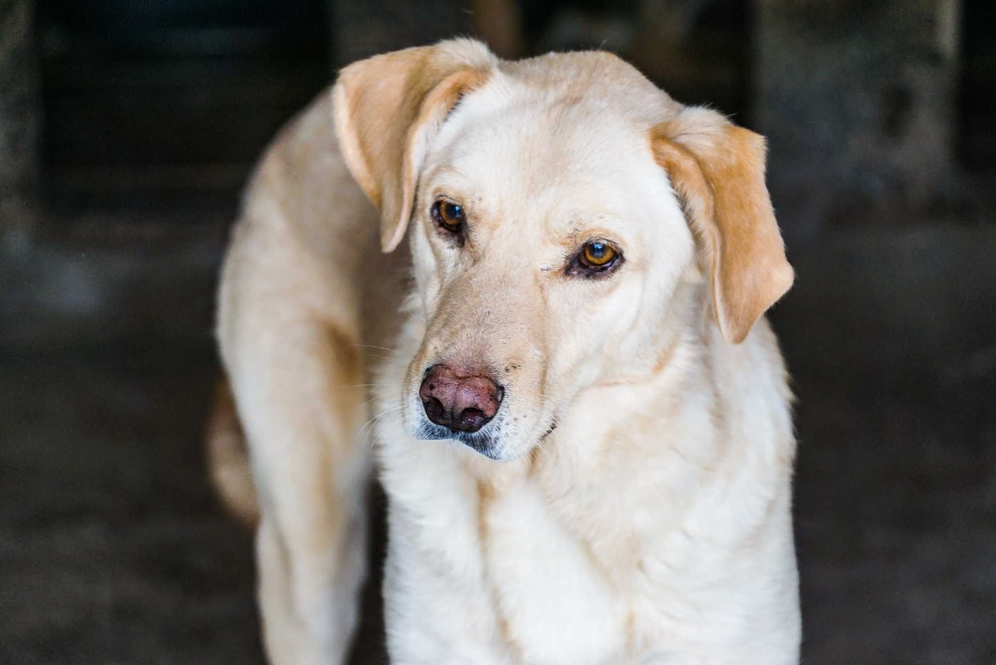 Binio - pies w typie labrador