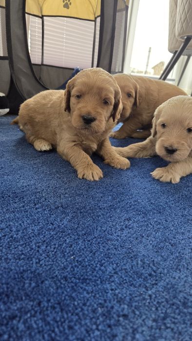 Goldendoodle suczka